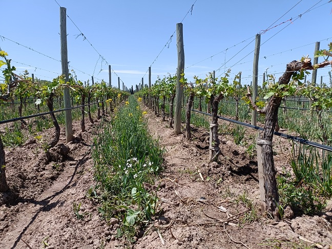 Mendoza - Cheval vyd